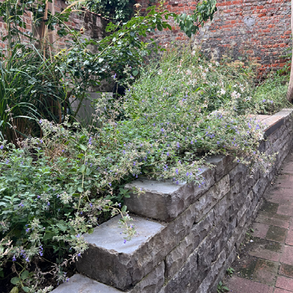 Tuin bij Food with Varinder, foto 4